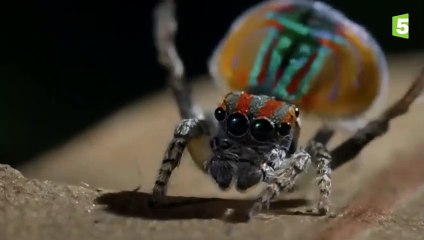Cette araignée danse pour sauver sa vie ! - ZAPPING SAUVAGE