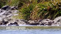 Des loutres plus fortes qu'un crocodile ! - ZAPPING SAUVAGE 15