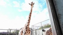 Endetté à hauteur de 320.000 euros, un parc animalier pourrait fermer et euthanasier ses animaux