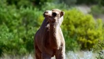 Magnifiques animaux Maroc Algérie Tunisie - ZAPPING SAUVAGE