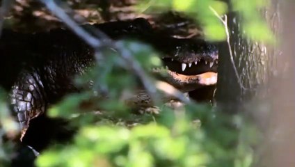 Attaque d'alligator en Floride - ZAPPING SAUVAGE 48