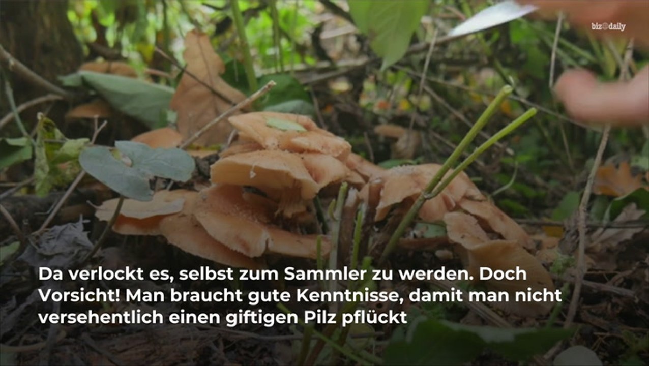 Vergiftungsgefahr: dieser pilz ist tödlich!