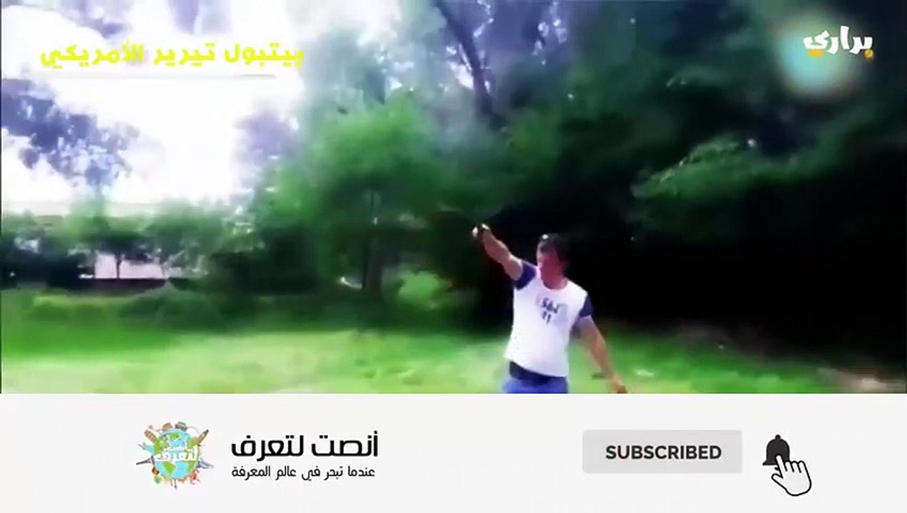 مدهش..معلومات ستغير نظرتك عن بيتبول تيرير الأمريكي..أخطر الكلاب في العالم  اقوى كلب في العالم!!!