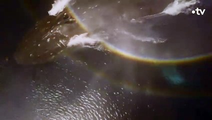 Le cœur de la baleine bleue fait la taille... d'une voiture - ZAPPING SAUVAGE