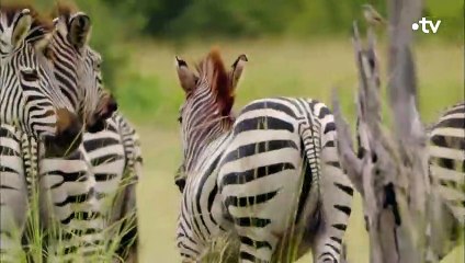 Combat acharné entre deux zèbres  - ZAPPING SAUVAGE