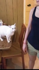 Un chat sourd demande poliment des animaux de compagnie