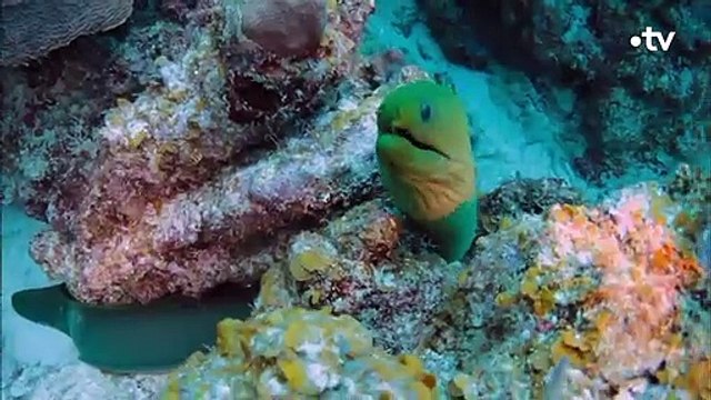 Les dents acérées de la murène font un carnage - ZAPPING SAUVAGE