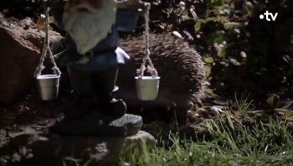 Max le hérisson galère à conquérir sa belle - ZAPPING SAUVAGE