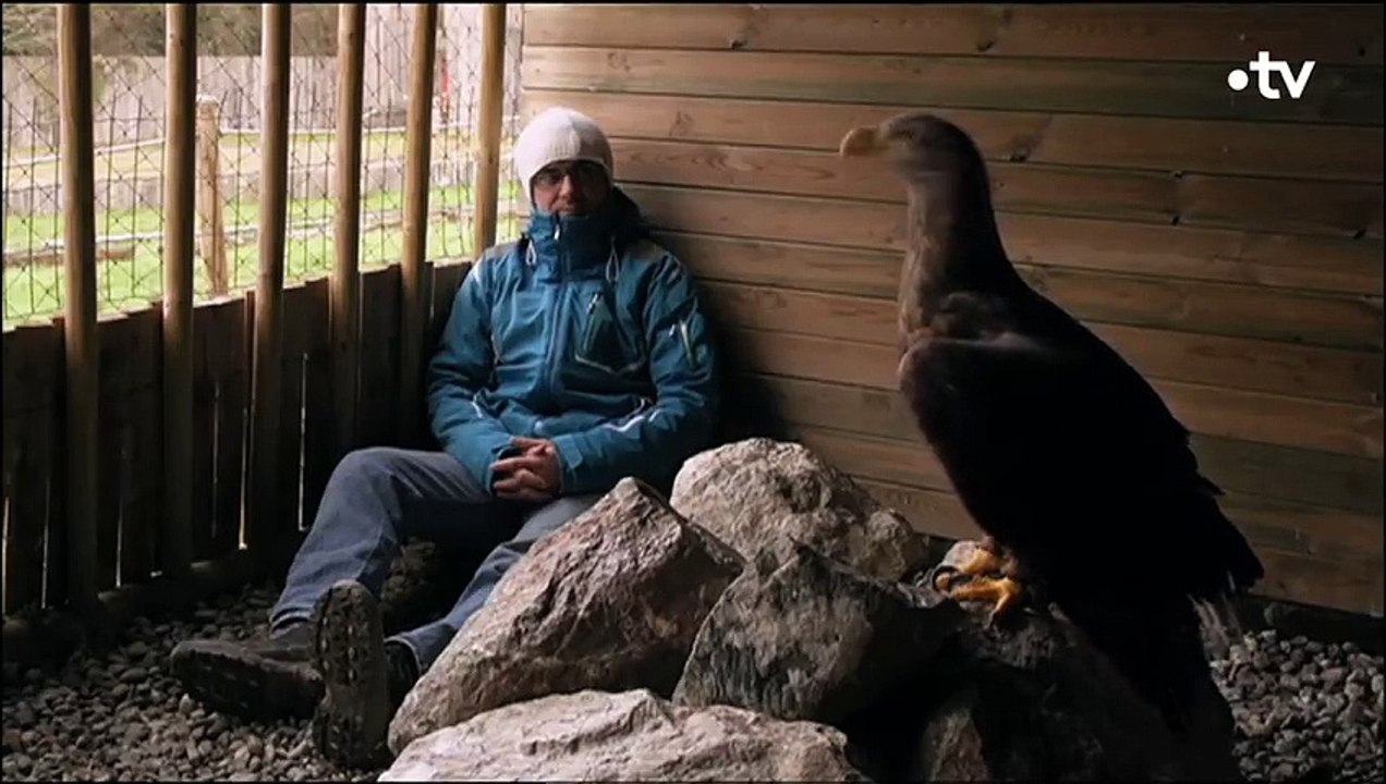 Cet homme apprend aux aigles à voler - ZAPPING SAUVAGE