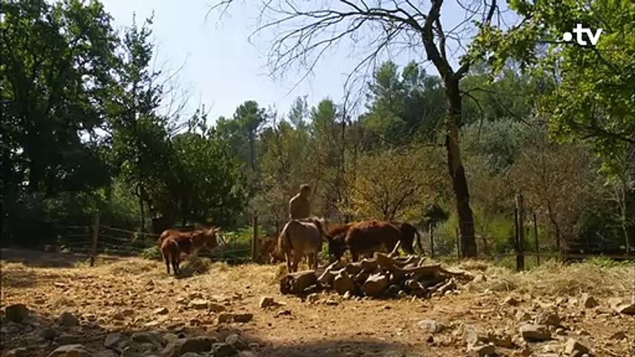 L'âne nain, c'est cute ou triste  - ZAPPING SAUVAGE