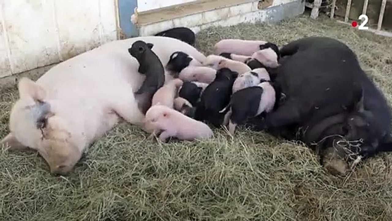 En voilà une grosse truie ! - ZAPPING SAUVAGE