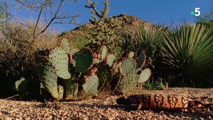 Les monstres de Gila font des prises de catch - ZAPPING SAUVAGE