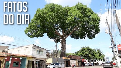 Samaumeiras transformam rotina de Belém