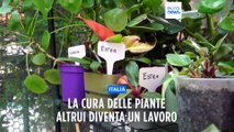 Bologna: ecco il plant-sitter, la passione di bambino trasformata in lavoro