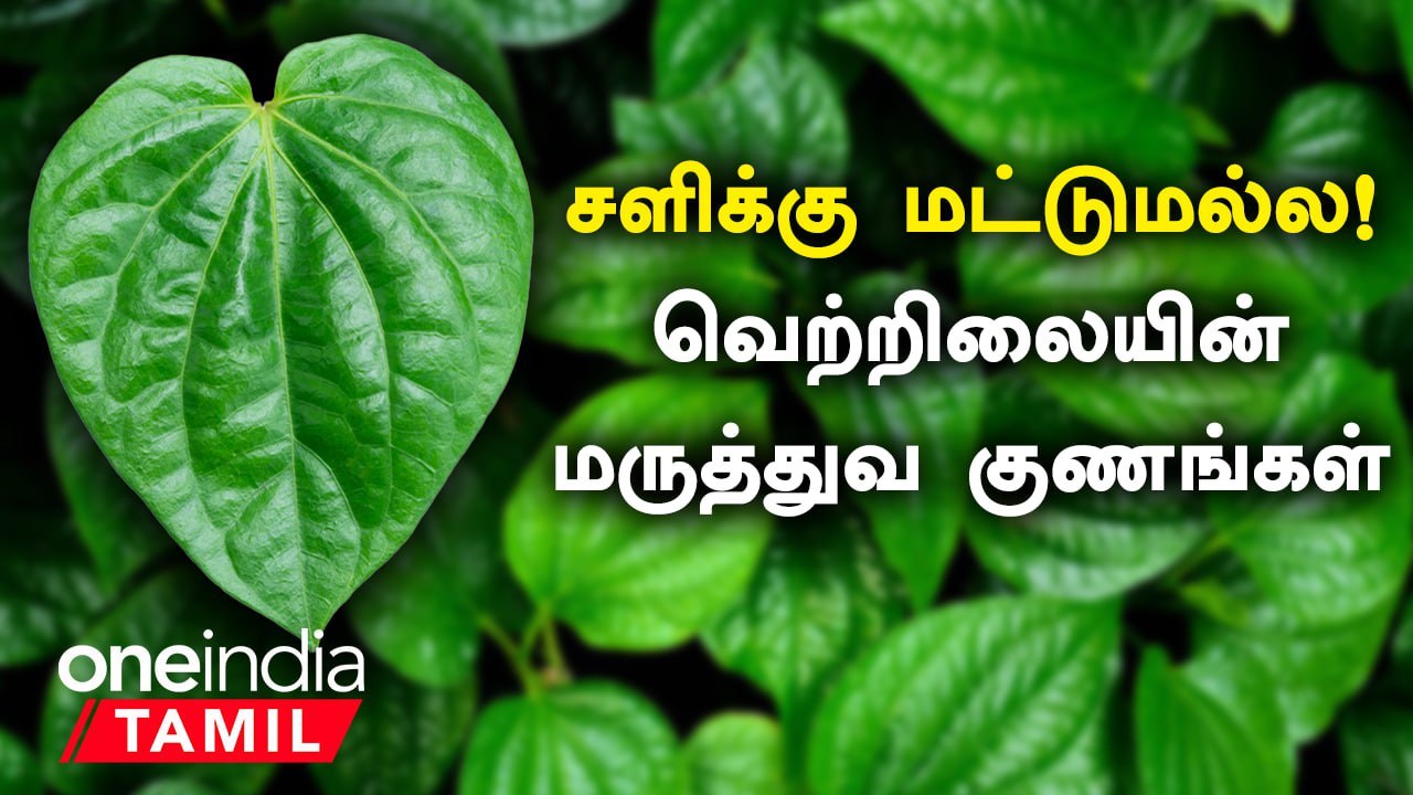 வெற்றிலை மருத்துவ குணங்கள் | சளிக்கு மட்டுமல்ல! |  Vetrilai Health Benefits in Tamil
