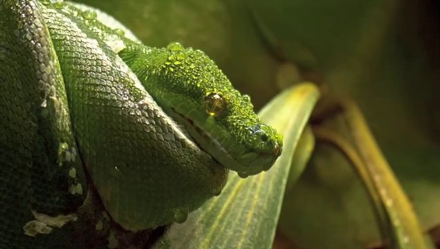 Dolby Vision 4K HDR 60FPS - HDR10 - Dolby ATMOS