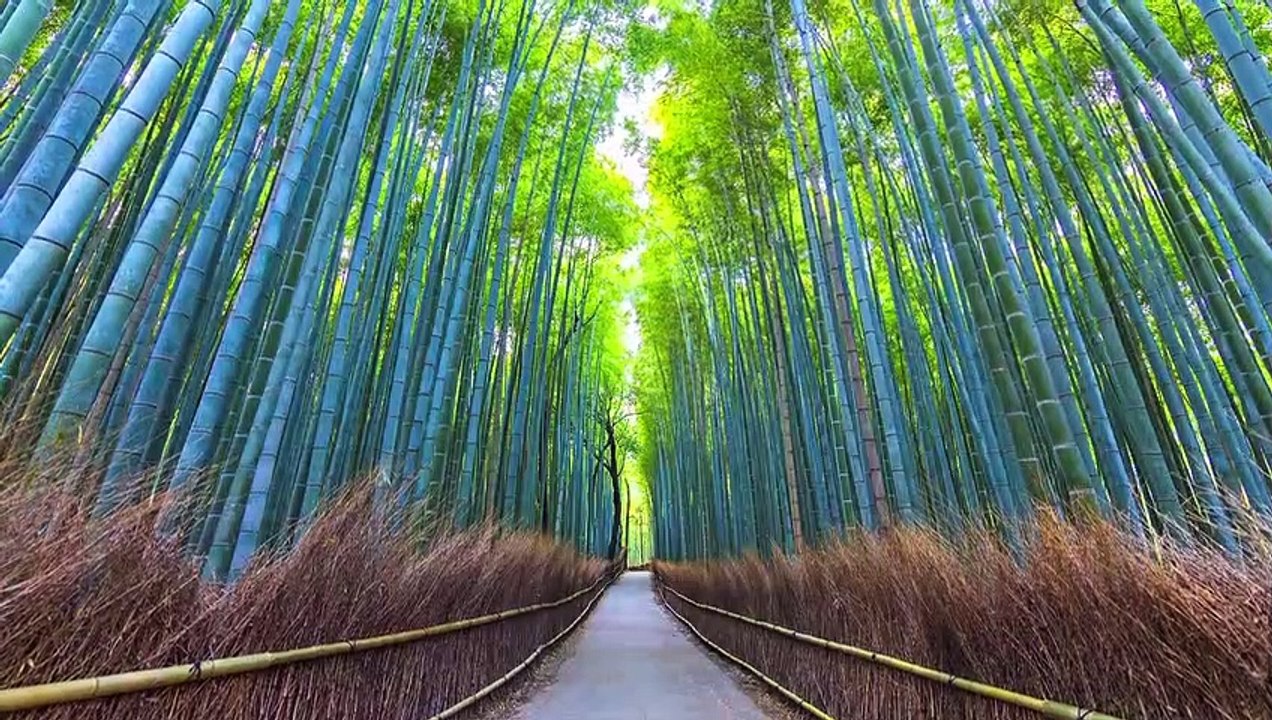 Colorful 4K HDR 60FPS Dolby Vision Demo - Dolby Atmos