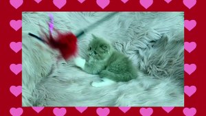 Baby Cat ❤ Cute and Funny Cat Videos Compilation 2023