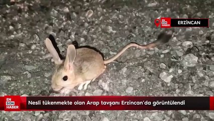 Nesli tükenmekte olan Arap tavşanı Erzincan’da görüntülendi