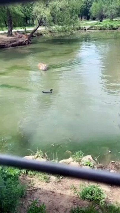 Smart Duck