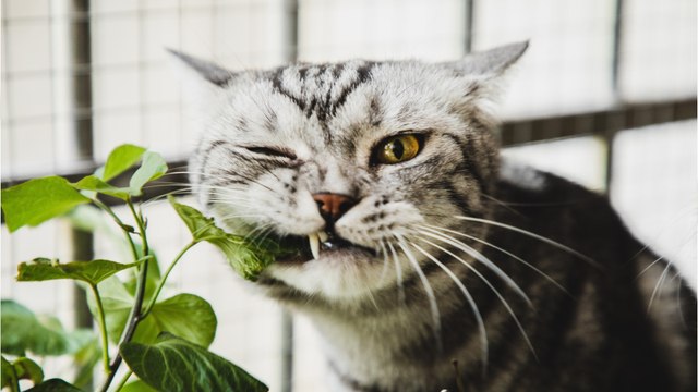 Frau verliert Augenlicht durch Katze: Traue niemals einem Tier, und wenn es noch so niedlich ist