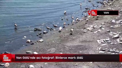 Van Gölü’nde acı fotoğraf: Binlerce martı öldü