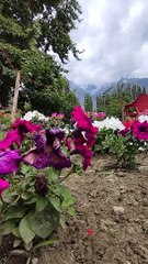 Beautiful flowers at hasho Bagh skardu look at the beauty