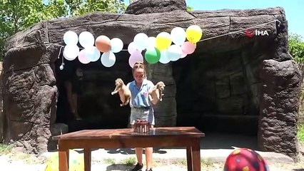 Yeni doğan ikiz aslanlara pastalı kutlama