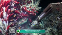 Vida é encontrada pela primeira vez em fontes hidrotermais