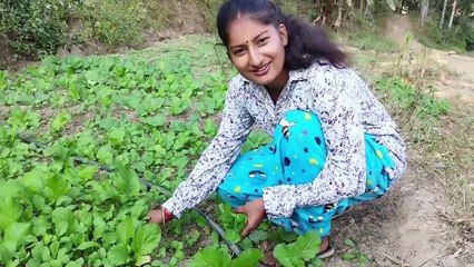 village girl collecting plucking spinach from farm vlog