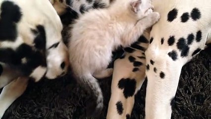 Cute kitten snuggles with caring Dalmatians