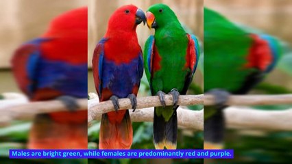 Parrot Paradise: Exploring the Colorful Avian Wonders of the Continent