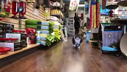 Chubby rescue kitty hilariously waddles when she walks