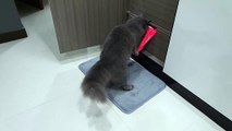 Cat caught on camera stealing owner's underwear