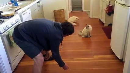 Cat Who Loves Sliding Across Floor Runs Back For More
