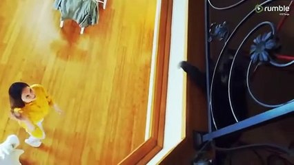 Watch this cat play indoor volleyball with a human