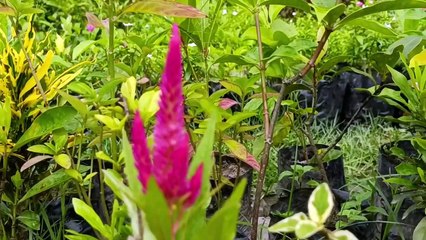 বাংলা চটি গল্প |  Review of the paddy field planted on brother's land