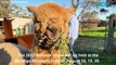 National Alpaca Show returns to Bendigo | Bendigo Advertiser | 11/08/2023