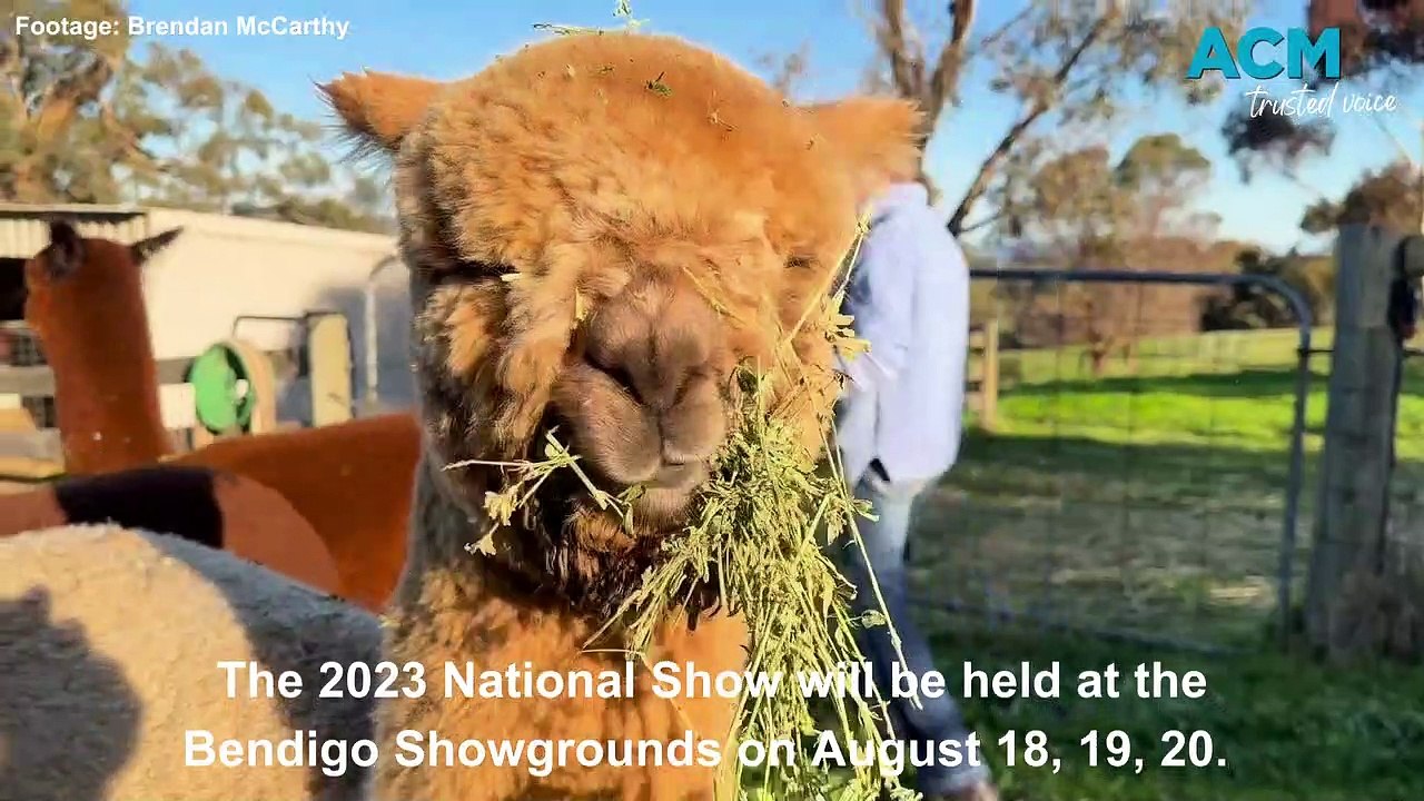 National Alpaca Show returns to Bendigo | Bendigo Advertiser | 11/08/2023