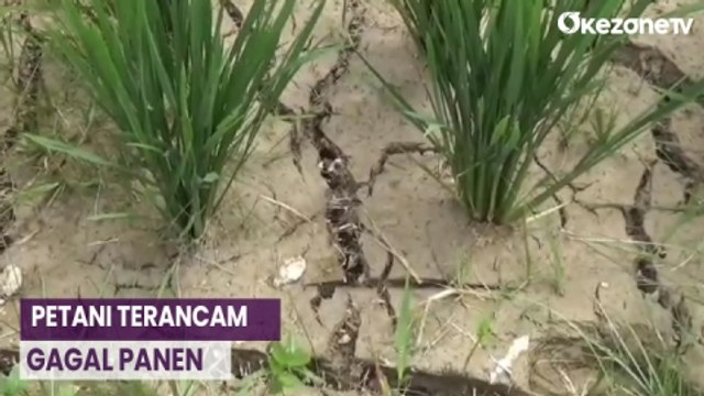 Musim Kemarau, Petani Padi Tadah Hujan di Jambi Terancam Gagal Panen