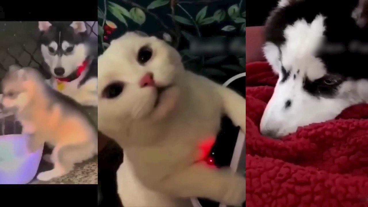 Funny Dogs And Cats Videos 2023  - Best Funniest Animal Videos-----126-----صور كلاب وقطط مضحكة 2023