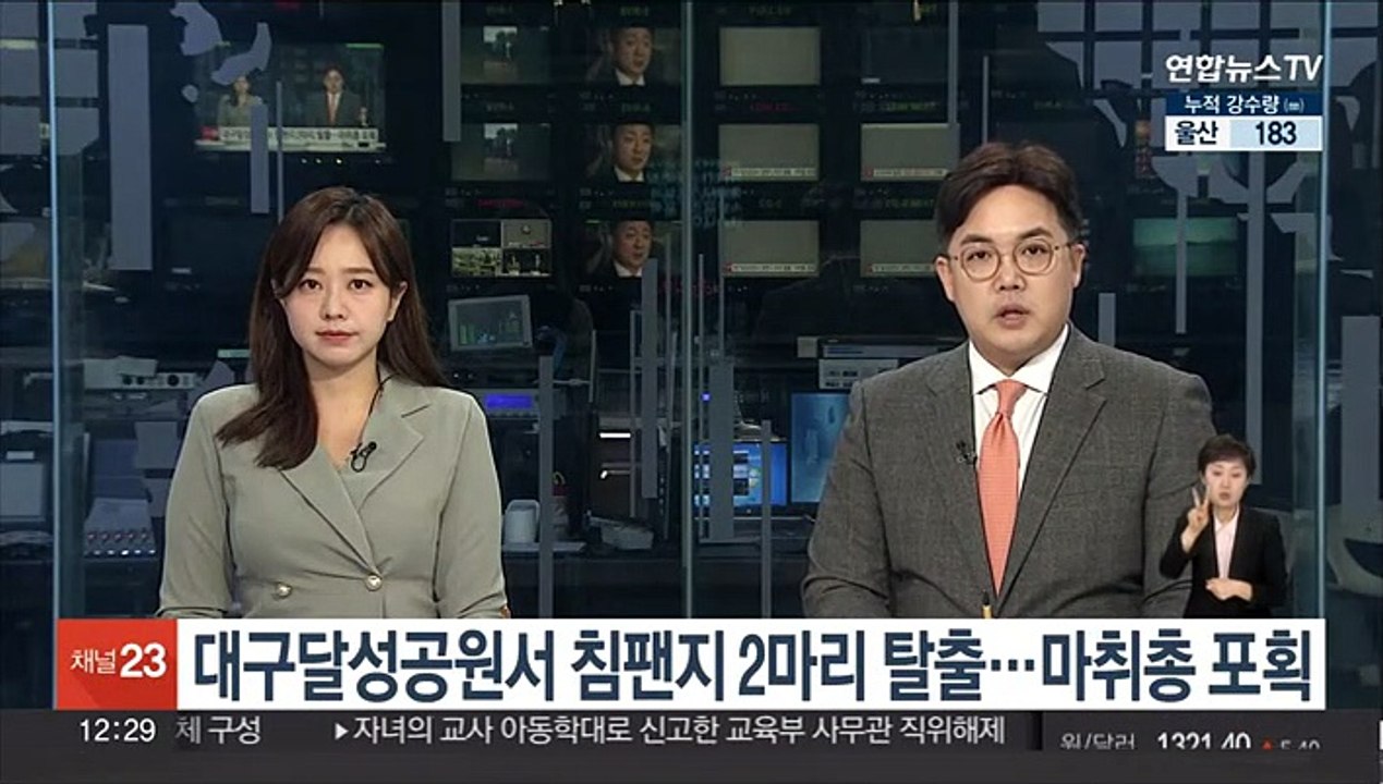 대구달성공원서 침팬지 2마리 탈출…마취총으로 포획