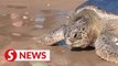 Sea turtles return to the Mediterranean after rehab