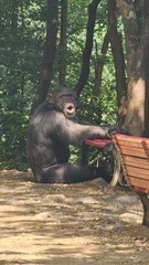 대구 탈출 침팬지...설득하니 암컷은 복귀, 수컷엔 마취총 쐈다