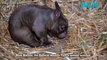 Meet the Ballarat Wildlife Park's newest wombat - The Courier - August 11 2023