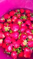 lavando y desinfectando fresas deliciosas y nutritivas para una dieta saludable