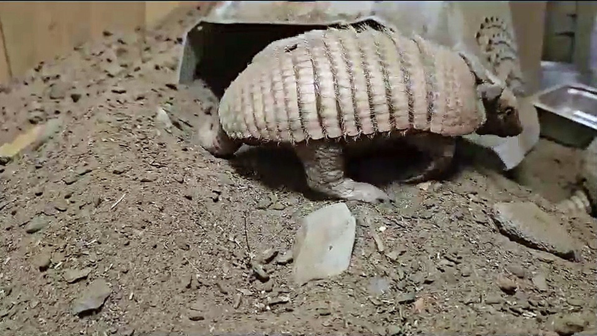 Baby Armadillos at Fife Zoo - video Dailymotion