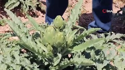 DENİZLİ ENGİNARI İHRACATA HAZIR