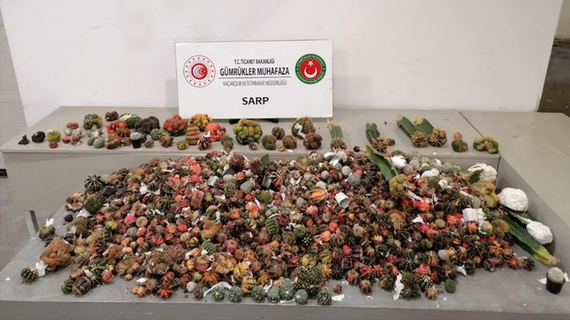 Kaktüs de kaçak: Gümrük kapısında 2 bin 850 kaçak kaktüs yakalandı