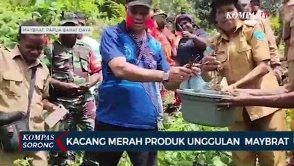 Pemerintah Kembangkan Potensi Pertanian Kacang Merah Petani Maybrat